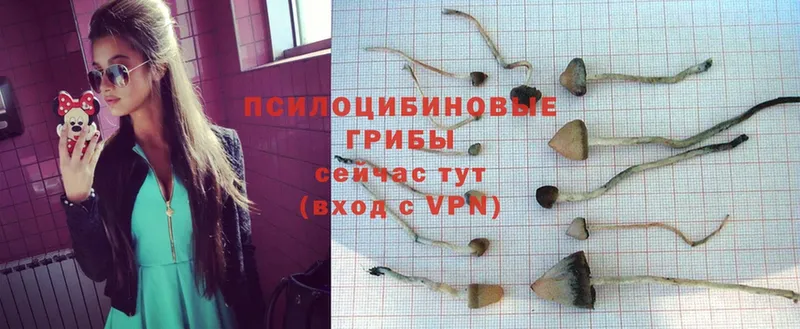 Галлюциногенные грибы Psilocybe  МЕГА онион  Бийск 